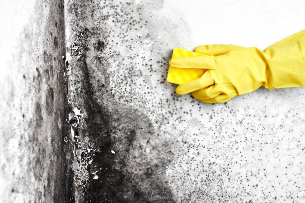 Best Basement Mold Removal  in Bellmawr, NJ