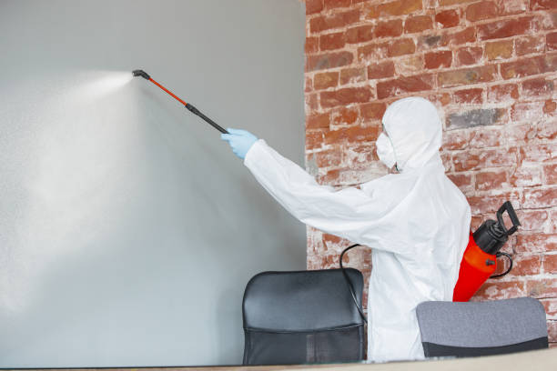 Best Environmental Consulting for Mold Prevention  in Bellmawr, NJ