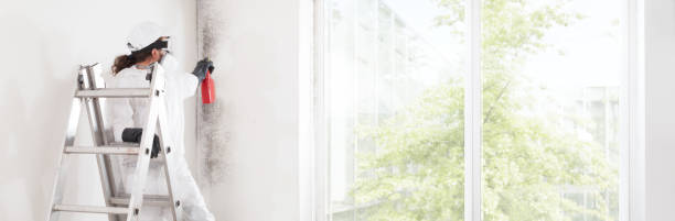 Best Commercial Mold Inspection  in Bellmawr, NJ